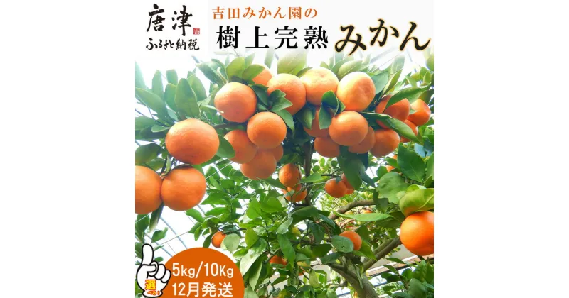 【ふるさと納税】『令和5年度 予約受付』【12月発送】吉田みかん園の樹上完熟みかん 「グラム数を選べる！」(5kg・10kg) 柑橘 ミカン 蜜柑 フルーツ 果物