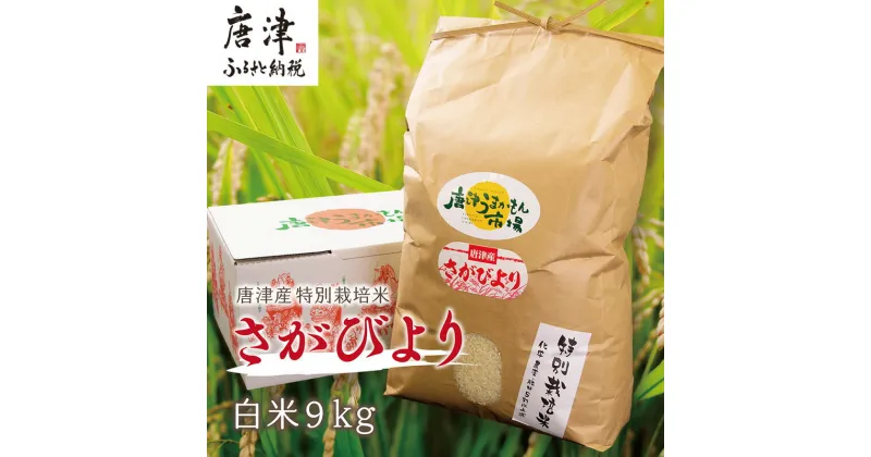 【ふるさと納税】『先行予約』【令和6年産】唐津産特別栽培米 さがびより(白米) 9kg コメ お米 ごはん 白米 ご飯 こめ お米 おにぎり