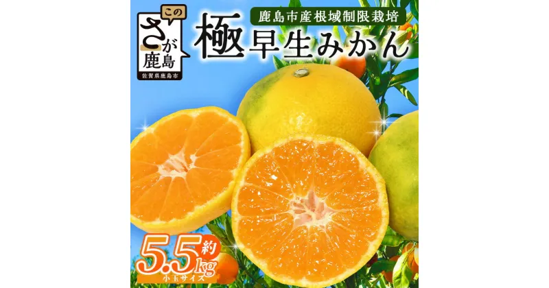 【ふるさと納税】【先行予約】【10月お届け】鹿島 平倉果樹園のみかん 極早生 約5.5kg 小玉 みかん ミカン 蜜柑 果物 フルーツ S〜2S 佐賀県 鹿島市 送料無料【2024年10月下旬頃お届け】 B-342