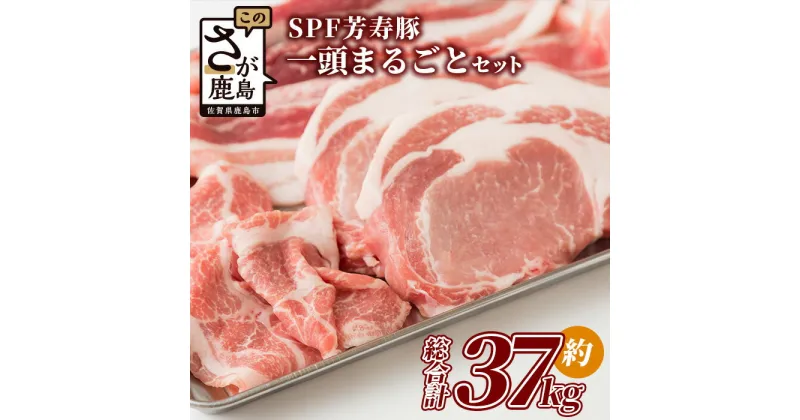 【ふるさと納税】【総重量 約37kg】SPF芳寿豚1頭まるごとセット(分割発送可能)【用途はあなた次第!! 贅沢にまるまる1頭味わい尽くしちゃってください!!】X-2