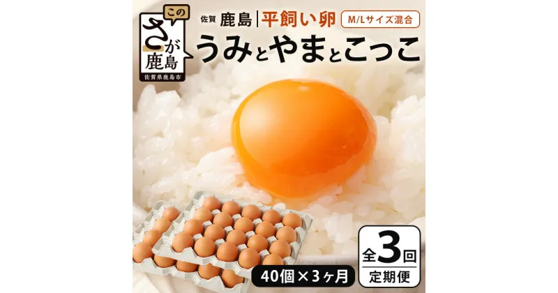 【ふるさと納税】【定期便 3回】平飼い卵「うみとやまとこっこ」上田養鶏場 たまご40個 × 3ヶ月【合計120個】佐賀県鹿島産 卵 タマゴ E-128 3ヵ月