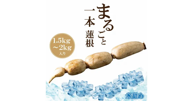 【ふるさと納税】 まるごと一本！氷詰め 新鮮 レンコン （1.5kg-2kg） れんこん 佐賀産 蓮根 とれたて 野菜 おせち きんぴら てんぷら 揚げ物 れんこんチップス 九州産 送料無料 【B140-001】