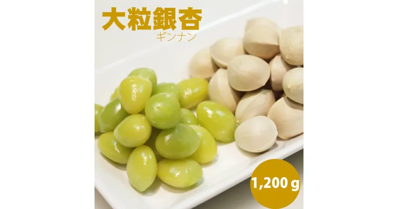 【ふるさと納税】【先行予約開始】 大粒 銀杏（1,200g） ぎんなん 季節 旬の食材 【B100-005】