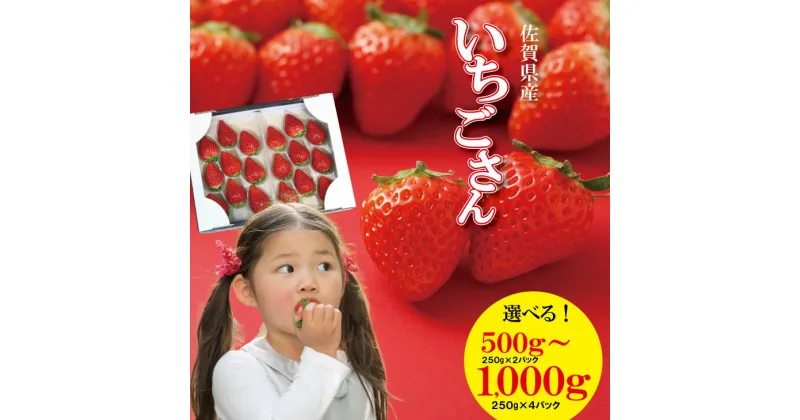 【ふるさと納税】【先行予約（1月から順次出荷】【選べる内容量】 佐賀ブランド 苺「 いちごさん 」（合計500g・1000g ）1パック（250g）凛々 農家 直送品 果物 くだもの フルーツ 人気 ランキング 高評価 苺 イチゴ 【A090-005】