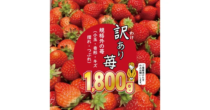 【ふるさと納税】【先行予約】 訳あり 苺 （1.800g）ふるかわ農園 イチゴ いちご 大量 段ボール配送 加工品用 【B140-008】