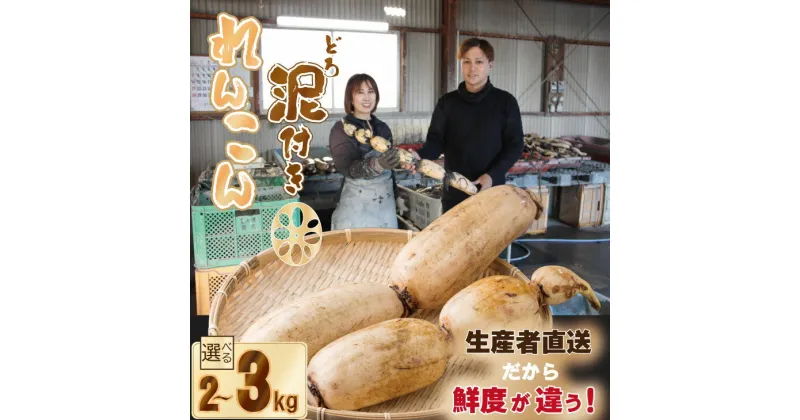 【ふるさと納税】【選べる内容量】 （2kg・3kg）大人気！ 佐賀県産 泥付き れんこん もりながファーム 送料無料 農家直送 九州 佐賀 続々高評価 蓮根 野菜 根菜 サラダ マリネ 【A070-023】