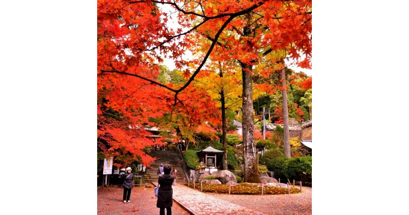 【ふるさと納税】大興善寺契園入園・お茶席券【大人旅 癒し つつじ もみじ もみじ狩り 紅葉 新緑 山歩き ひとり旅 散策】 Z4-R004001