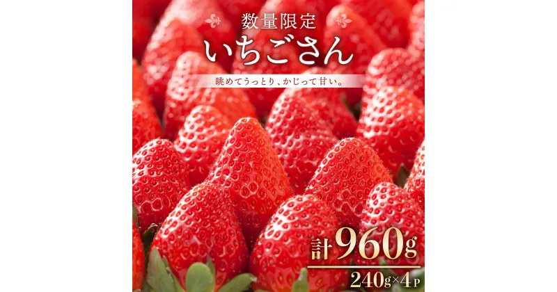 【ふるさと納税】★2025年1月以降発送★《数量限定》 240g×4P 佐賀県産いちご「いちごさん」 いちご 甘い 人気 フルーツ 果実 上峰町 佐賀県 送料無料