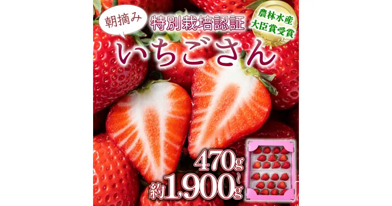 【ふるさと納税】《先行予約・数量限定》佐賀県人気NO1「いちごさん」イチゴ 苺 いちご 甘い フルーツ 高品質 朝摘み 産直 アフター保証 高級 贈答用 人気 いちごさん 農林水産大臣賞 大粒 特別栽培 佐賀県産