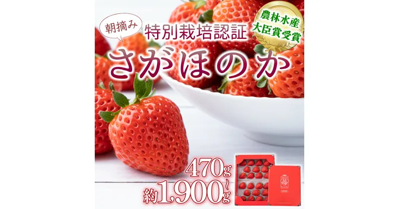 【ふるさと納税】《先行予約・数量限定》あまい果汁溢れる最高級品質「さがほのか」いちご イチゴ 苺 甘い フルーツ 高品質 朝摘み 産直 アフター保証 高級 贈答用 人気 さがほのか 農林水産大臣賞 大粒 特別栽培 佐賀県産