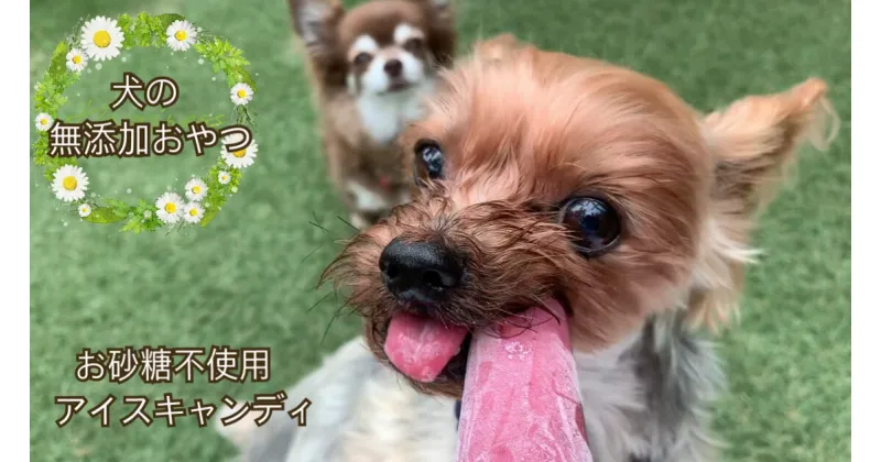 【ふるさと納税】【5月〜9月発送】犬の無添加おやつ☆お砂糖不使用無添加アイスキャンディ（FB013）