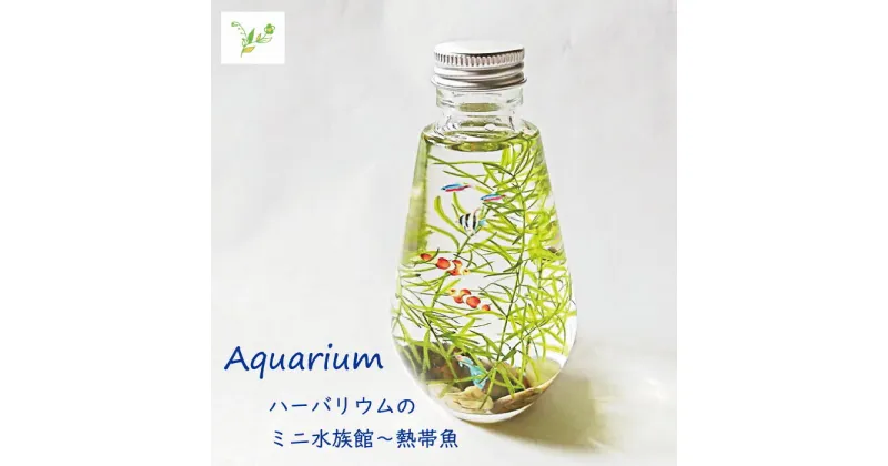 【ふるさと納税】 Aquarium～熱帯魚 フラワーアレンジメント（ハーバリウム）（FH019）