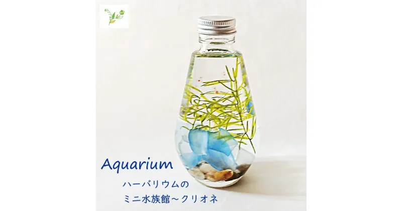 【ふるさと納税】Aquarium～クリオネ フラワーアレンジメント（ハーバリウム）（FH020 ）