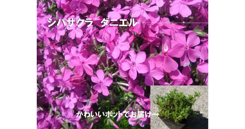 【ふるさと納税】シバザクラ　ダニエル10個 花 苗 植物 家庭菜園 花壇 プランター ガーデニング 芝桜（BS151）