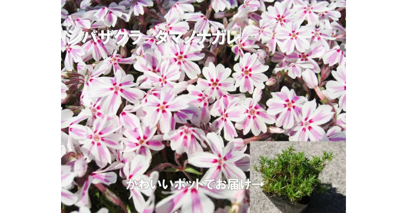 【ふるさと納税】シバザクラ　タマノナガレ10個 花 苗 植物 家庭菜園 花壇 プランター ガーデニング 芝桜（BS153）