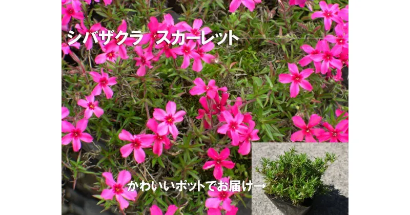 【ふるさと納税】シバザクラ　スカーレット10個 花 苗 植物 家庭菜園 花壇 プランター ガーデニング 芝桜（BS154）