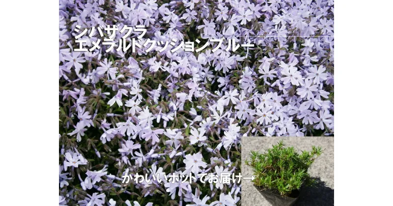 【ふるさと納税】シバザクラ エメラルドクッションブルー10個 花 苗 植物 家庭菜園 花壇 プランター ガーデニング 芝桜（BS155）