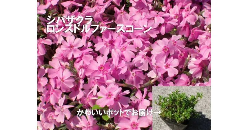 【ふるさと納税】シバザクラ　ロンスドルファースコーン10個 花 苗 植物 家庭菜園 花壇 プランター ガーデニング 芝桜（BS156）