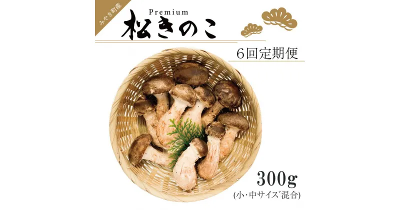 【ふるさと納税】訳あり お得な 高級松きのこ サイズ不揃い 家庭用 300g【年6回コース】（EW015）