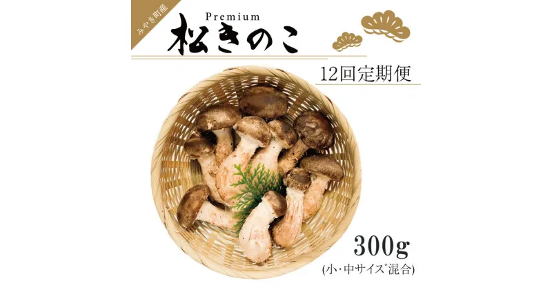 【ふるさと納税】訳あり お得な 高級松きのこ サイズ不揃い 家庭用 300g【年12回コース】（EW016）