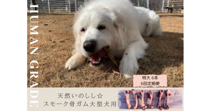 【ふるさと納税】大型犬向け☆天然いのししのスモーク骨ガム6本【定期便】全6回（FB056）