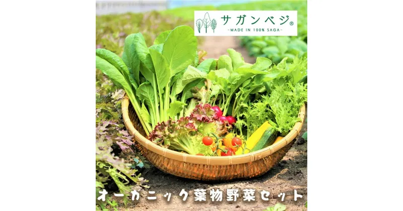 【ふるさと納税】オーガニック葉物野菜セット【植物性で育てた完全無農薬の葉野菜ブランド有機JAS】（CQ019）