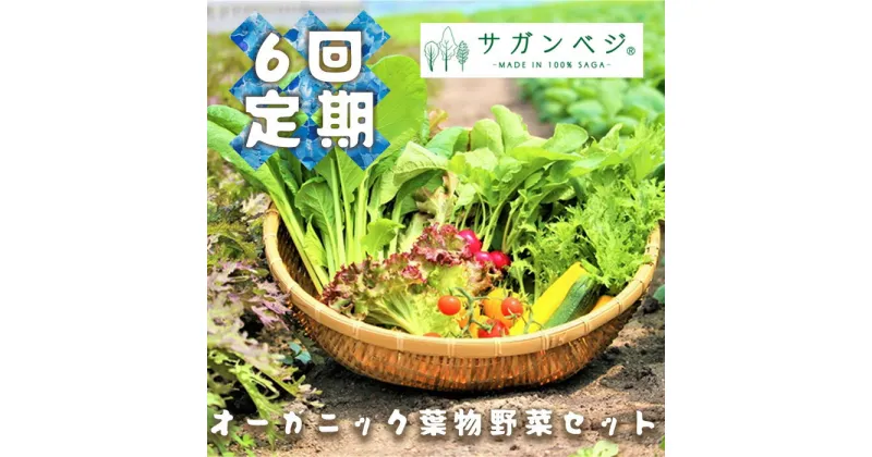 【ふるさと納税】【定期便】オーガニック葉物野菜セット【植物性で育てた完全無農薬の葉野菜ブランド有機JAS】 6回定期便（CQ020）