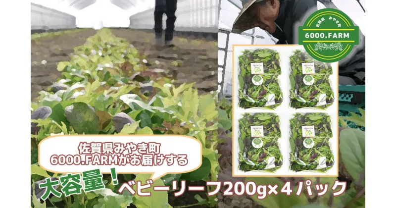 【ふるさと納税】大容量ベビーリーフ200g×4セット 有機JAS認証取得 野菜 葉野菜 サラダ 国産 直送（FV002）