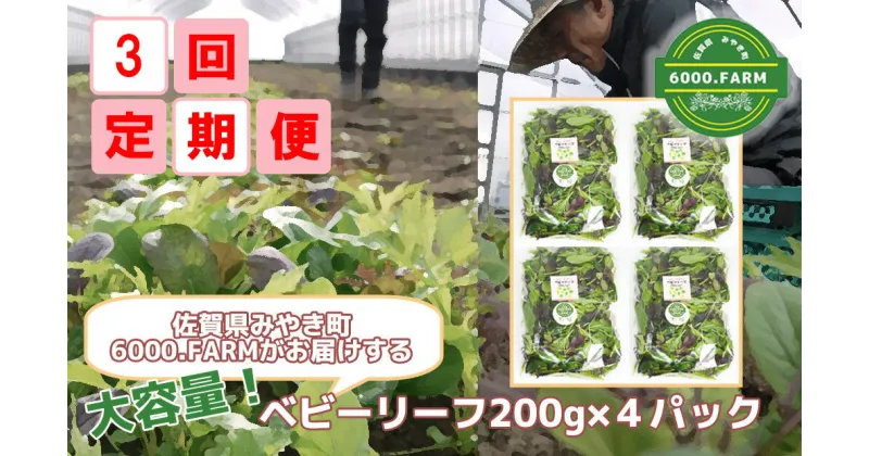 【ふるさと納税】【3回定期便】大容量ベビーリーフ200g×4セット 有機JAS認証取得 野菜 葉野菜 サラダ 国産 直送（FV006）