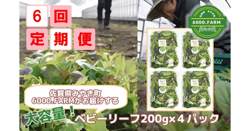 【ふるさと納税】【6回定期便】大容量ベビーリーフ200g×4セット 有機JAS認証取得 野菜 葉野菜 サラダ 国産 直送（FV010）