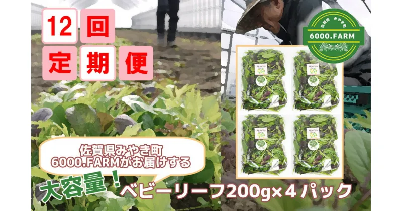 【ふるさと納税】【12回定期便】大容量ベビーリーフ200g×4セット 有機JAS認証取得 野菜 葉野菜 サラダ 国産 直送（FV014）