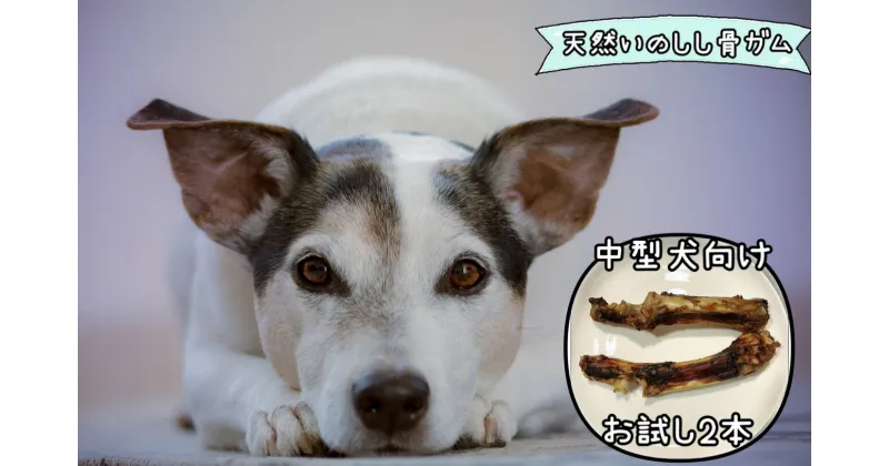 【ふるさと納税】【お試し2本】中型犬向け☆天然いのししのスモーク骨ガム（FB131）