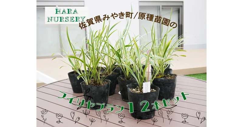 【ふるさと納税】フイリヤブラン12本セット　花 苗 植物 家庭菜園 花壇 プランター（BS147）