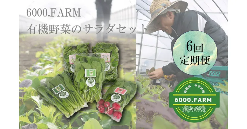 【ふるさと納税】6回定期便】6000.FARMの有機野菜のサラダセット直送（FV019）