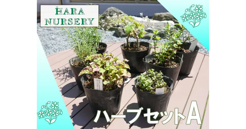 【ふるさと納税】ハーブセットA　花 苗 植物 家庭菜園 花壇 プランター ガーデニング（BS172）