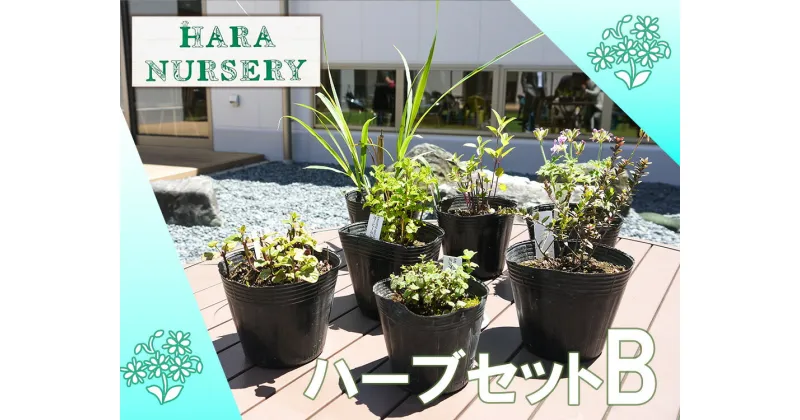 【ふるさと納税】ハーブセットB　花 苗 植物 家庭菜園 花壇 プランター ガーデニング（BS173）