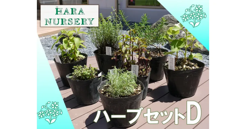 【ふるさと納税】ハーブセットD　花 苗 植物 家庭菜園 花壇 プランター ガーデニング（BS175）