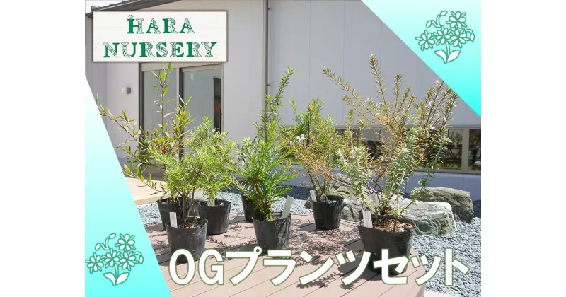 【ふるさと納税】OGプランツセット　花 苗 植物 家庭菜園 花壇 プランター ガーデニング（BS176）