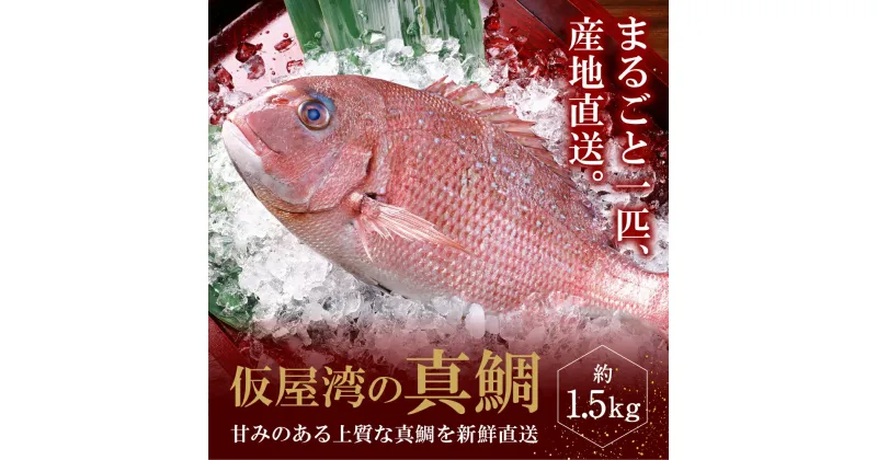 【ふるさと納税】【まるごと1尾（冷蔵）】仮屋湾の真鯛 約1.5kg ／ 真鯛 鯛 養殖 魚 魚介 魚介類 海鮮 海産物 新鮮 鮮魚 産地直送 姿焼き 塩焼き 鯛飯 鯛めし 鯛料理 刺身 カルパッチョ アラ 下処理 旬 お祝い マダイ タイ 国産 佐賀県 玄海町 冷蔵 人気 おすすめ 送料無料