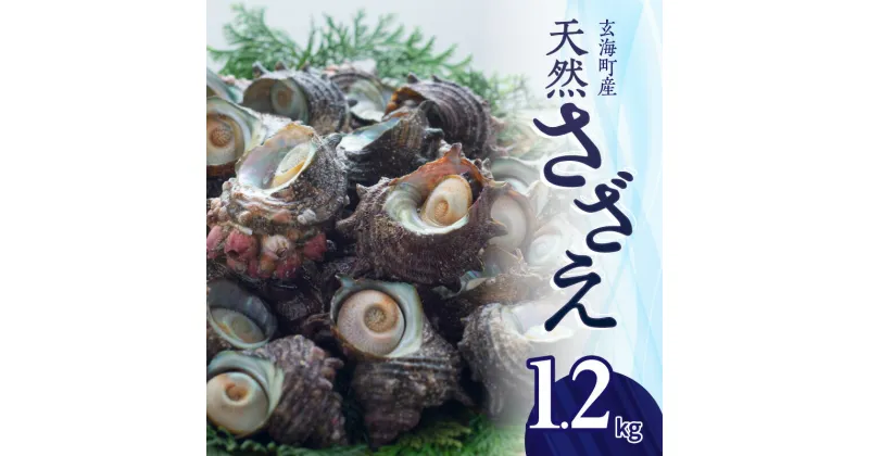 【ふるさと納税】【発送時期が選べる】玄海町産 天然 さざえ 1.2kg ／ 貝 魚介 魚介類 海鮮 海産物 サザエ 刺身 壺焼き つぼ焼き バーベキュー BBQ 国産 佐賀県 玄海町 冷蔵 人気 おすすめ 送料無料