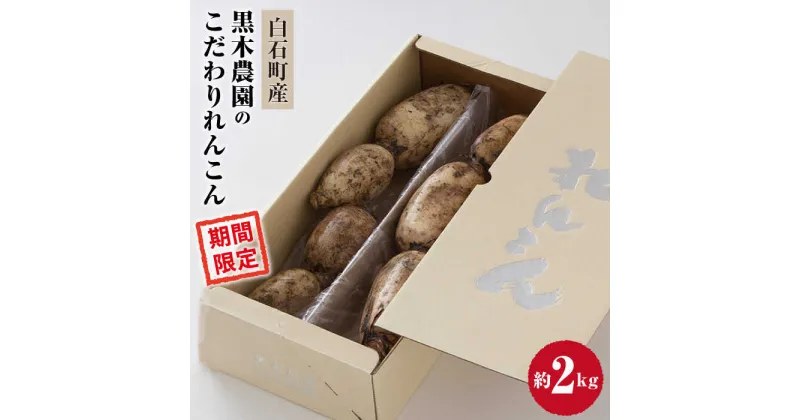 【ふるさと納税】【先行予約】おいしさ絶品！こだわりれんこん 約2kg 化粧箱 （白）入り 【黒木農園】特別栽培 レンコン 蓮根 白石町産 野菜 根菜 高品質 [IAU001]