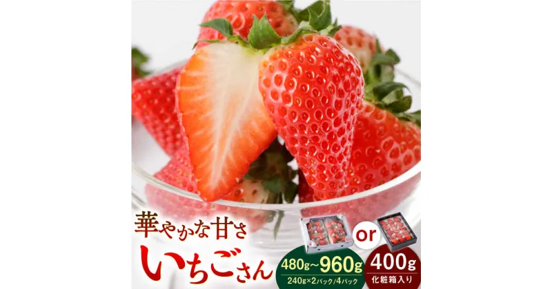 【ふるさと納税】【先行予約】 いちごさん〈選べる容量〉 2パック or 4パックor 化粧箱【StrawberryFarm-K】イチゴ 苺 赤いちご フルーツ 果物 白石町産 佐賀県産 [IBJ001]