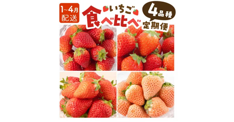 【ふるさと納税】【先行予約】【4回定期便】いちご 4品種 食べ比べ 白いちご など 希少品種 も！ 【岸川農園】さがほのか よつぼし いちごさん 淡雪 イチゴ 赤イチゴ 苺 果物 フルーツ 佐賀県産 白石町産[IAP011]