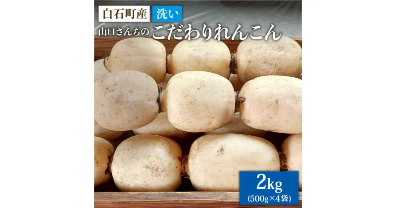 【ふるさと納税】【農家直送！】洗い れんこん 2kg（500g×4袋）～山口さんちの贈り物～【y’scompany】蓮根 レンコン 根菜 野菜 白石町産[IAS003]