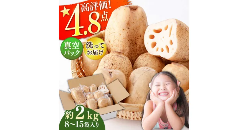 【ふるさと納税】【真空パック】リピーター続々！ 洗い れんこん 約2kg（8～15袋入り） / 農家直送 レンコン 蓮根 小分け 佐賀県産 野菜 根菜 白石町産【和泉農園】 [ICE001]