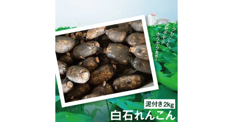 【ふるさと納税】【先行予約】産地直送！白石れんこん（泥付き）2kg【有限会社白石開発】蓮根 レンコン 野菜 新鮮 白石産 佐賀産 [IBN001]