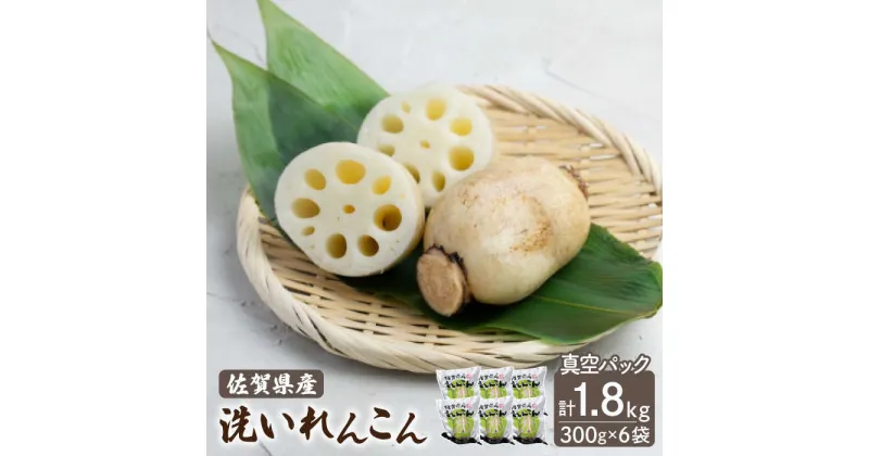 【ふるさと納税】【先行予約】洗い れんこん 真空パック入り 300g×6袋（計1.8kg）【有限会社マルハ園芸】 レンコン 蓮根 根菜 野菜 白石町産 佐賀県産[ICC003]