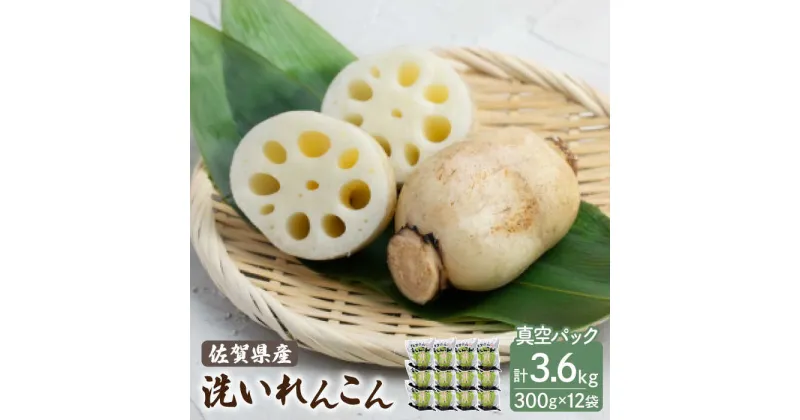 【ふるさと納税】【先行予約】洗い れんこん 真空パック入り 300g×12袋（計3.6kg）【有限会社マルハ園芸】レンコン 蓮根 根菜 野菜 白石町産 佐賀県産 [ICC004]