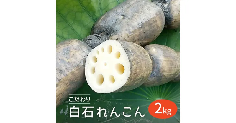 【ふるさと納税】【農家直送！】こだわり 白石れんこん 2kg【れんこんの家やました】レンコン 蓮根 白石町産 野菜 根菜 [IAW002]