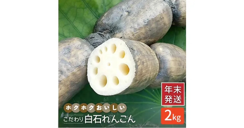 【ふるさと納税】【年末発送】【先行予約】こだわり白石れんこん 2kg【れんこんの家やました】レンコン 蓮根 白石町産 野菜 根菜 年内発送 年内配送 お正月用 [IAW004]